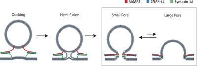 Membrane Binding of α-Synuclein Stimulates Expansion of SNARE-Dependent Fusion Pore